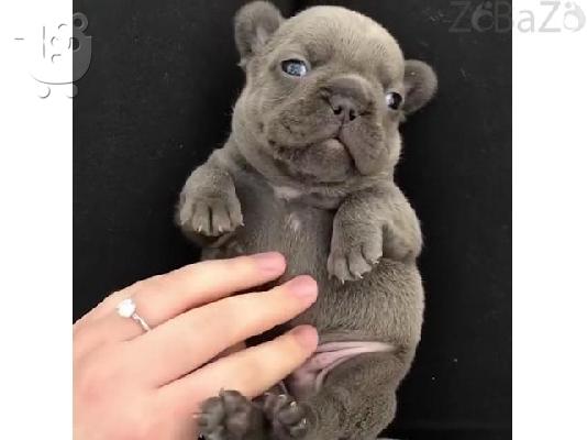 PoulaTo: French Bulldog Puppies AVAILABLE NOW!!!